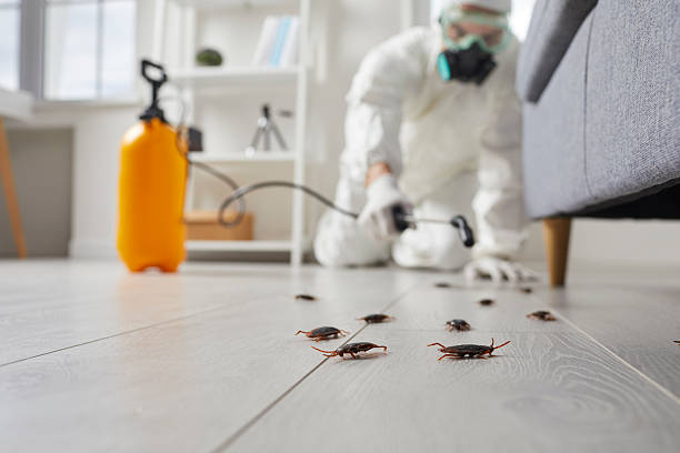 Post-Treatment Bed Bug Interceptor Monitoring in Nettleton